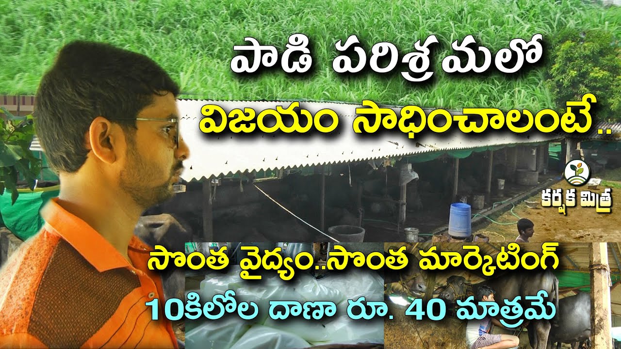 ముర్రా గేదెల డెయిరీతో జయ భేరి || Young farmer's Success Story in Dairy farming || Karshaka Mitra