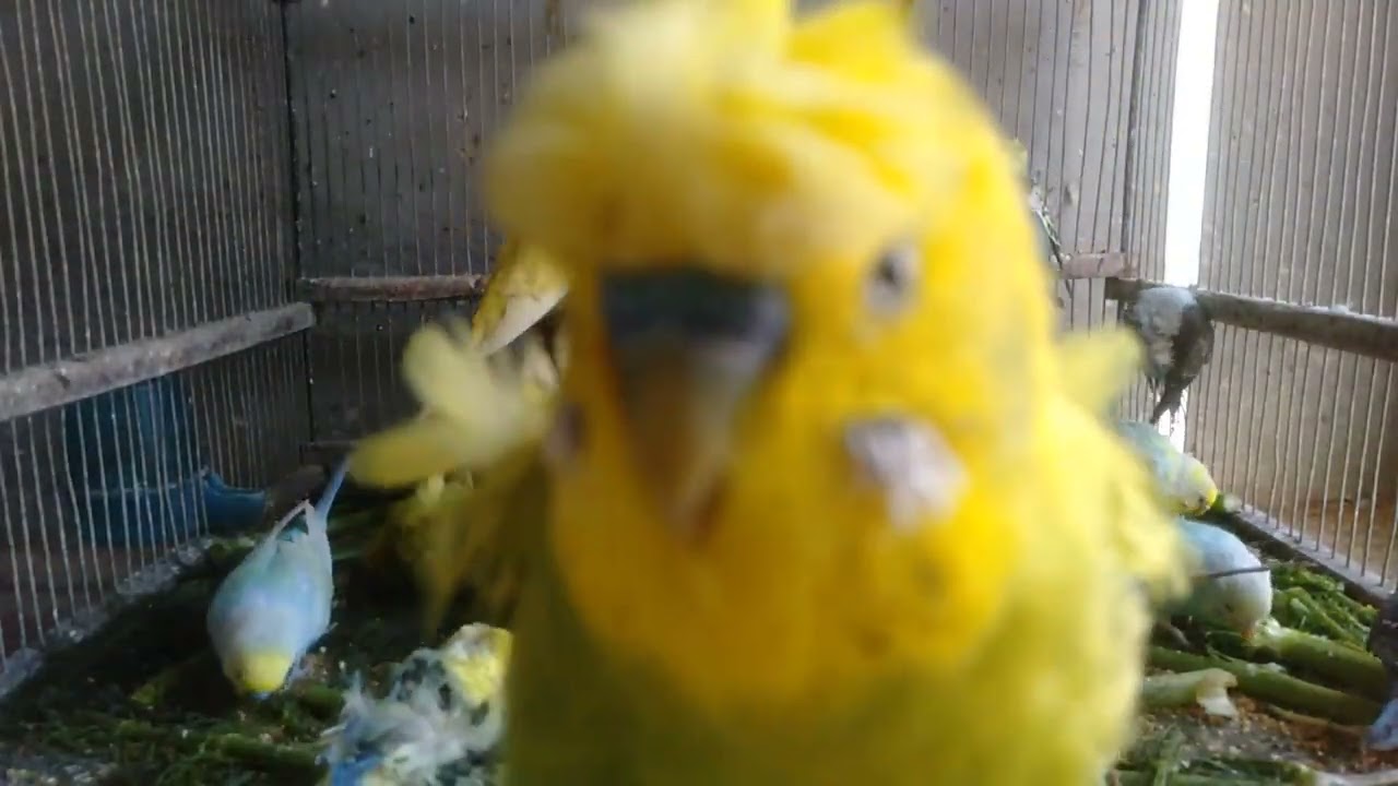 Conexão com a natureza sem pressa 🕊️  6 Minutos #Relaxar #Aves