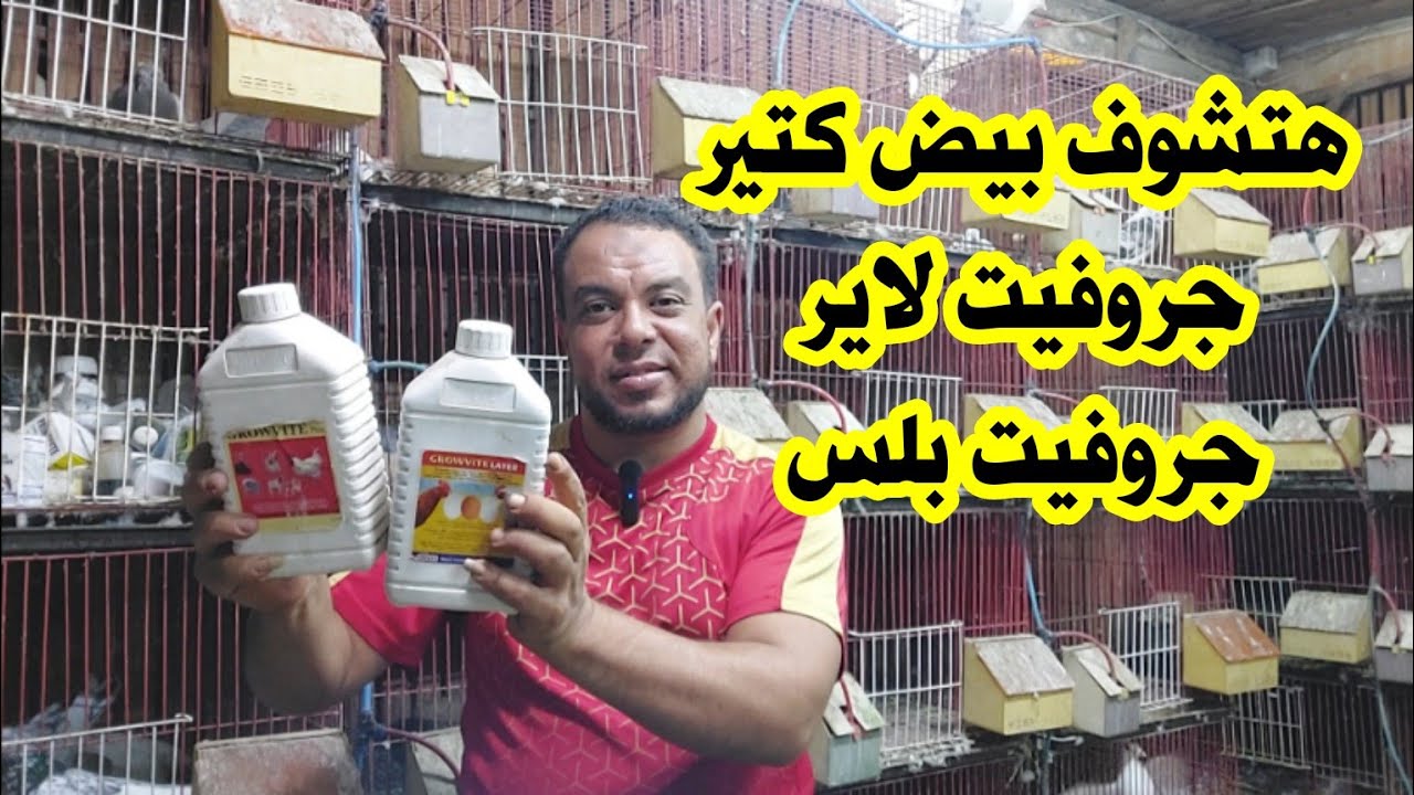 مش هتلاحق علي البيض أفضل منتجين للطيور بجد لاغني عنهم لحمامك