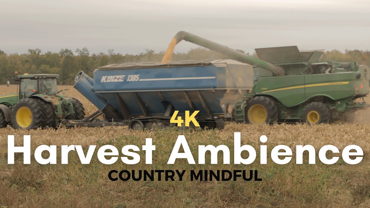 Fall Corn Harvest Sounds | Autumn Corn Field Farm Ambience