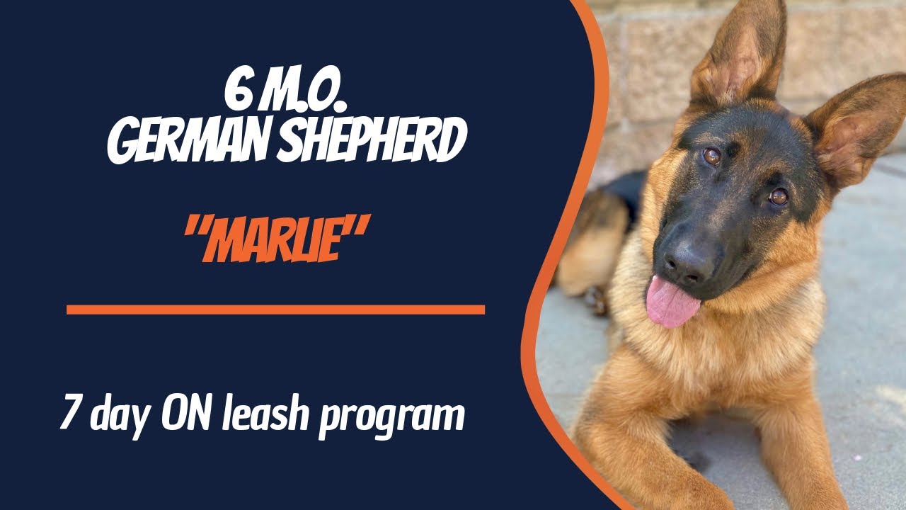 🐶🦮Off leash Dog Training / Obedience Training 🦮🐶 GERMAN SHEPHERD / DOG TRAINING