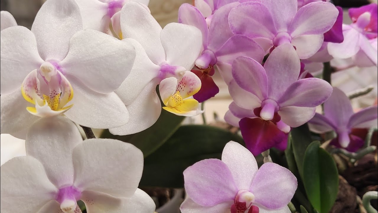 12.04.24 ОРХИДЕИ Phal. Liu's Fantasy,Phal. Liu's Berry 'ES, Phal. Liu's Berry Orch House цветение