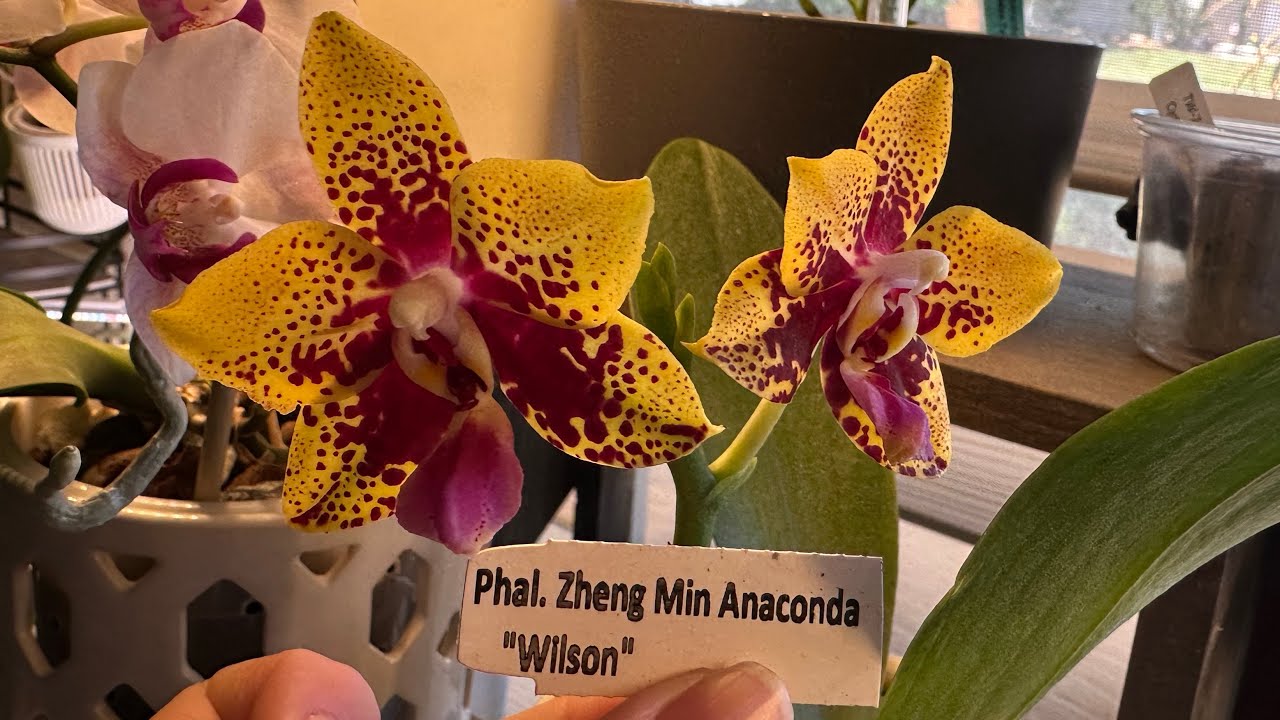 Bloom Feature: Phal. Zheng Min Anaconda ‘Wilson’