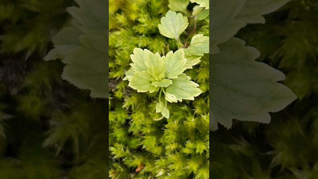 Gray field speedwell, a species of Speedwells #photography #shorts #macro #viral #nature #plants