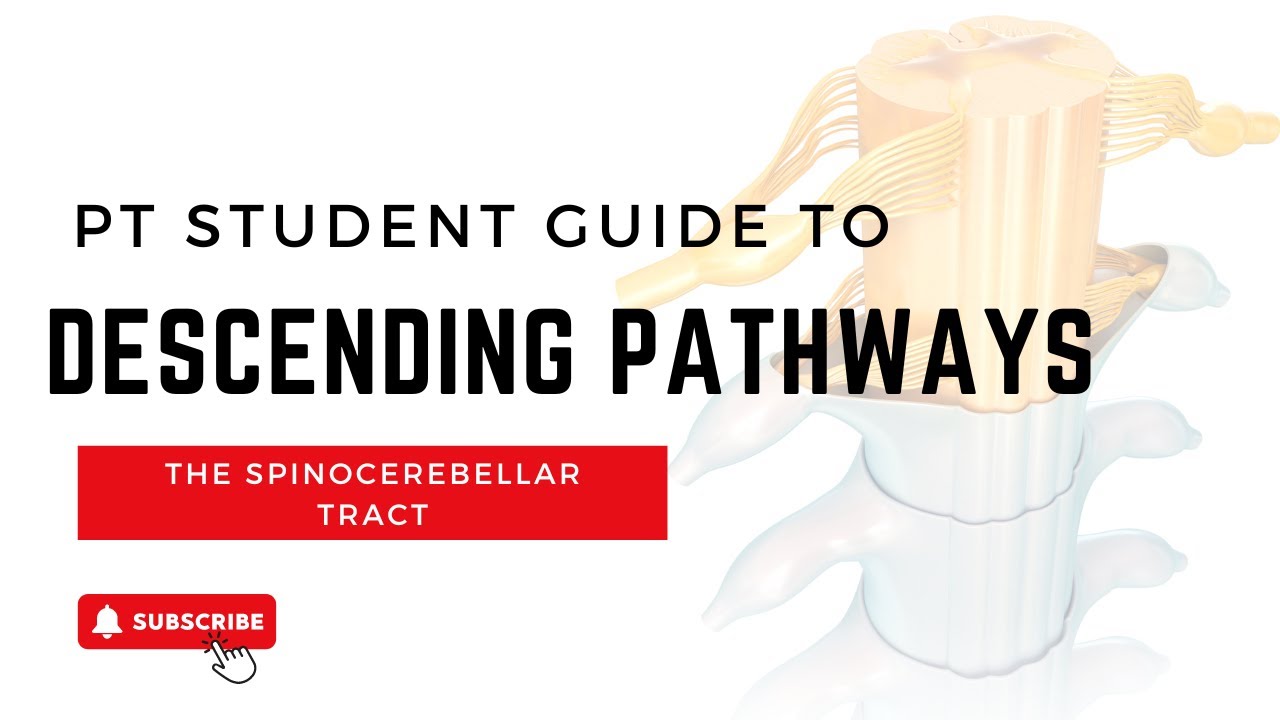 The Spinocerebellar Tract: Everything PT and PTA students need to know!