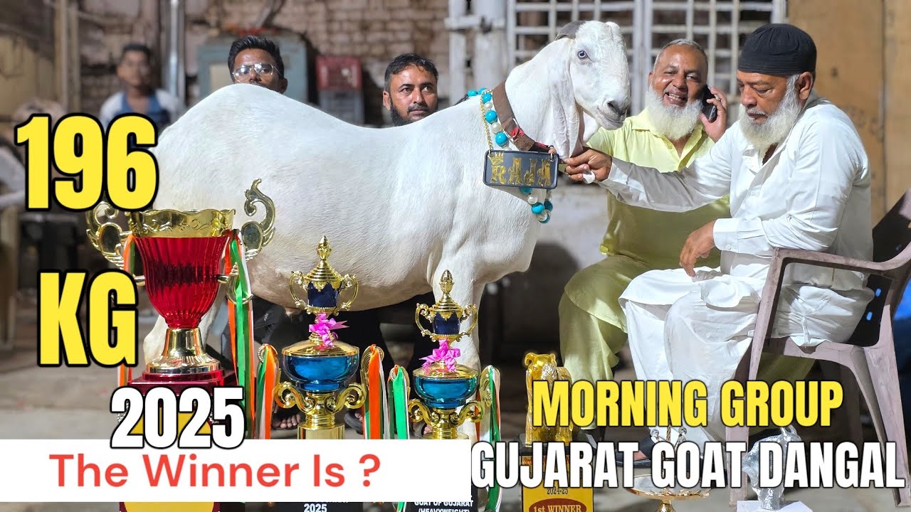 GUJARAT GOAT WEIGHT GAIN COMPETITION | BY MORNING GROUP | SURAT 2025 WINNER IS?