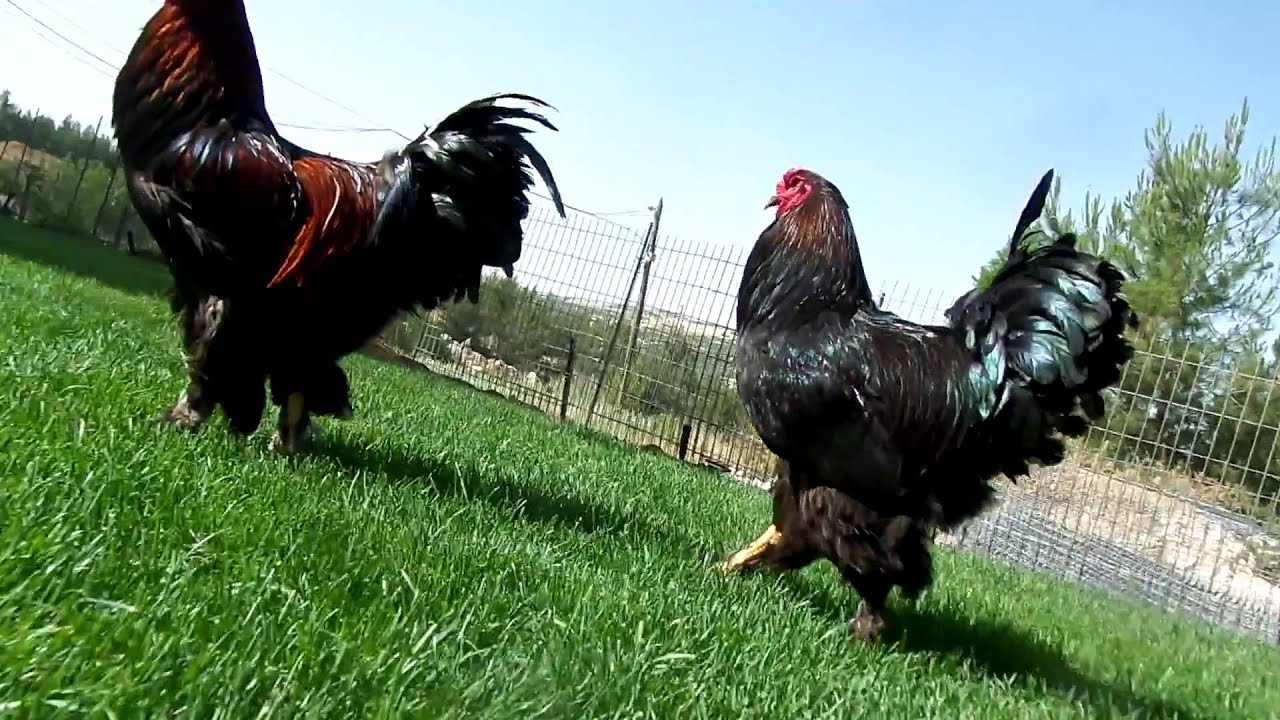Brahma chickens