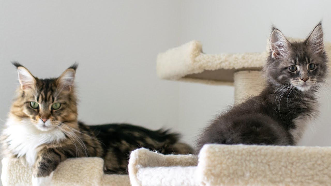 Maine Coon Kitten Albus's First Time Meeting Molly
