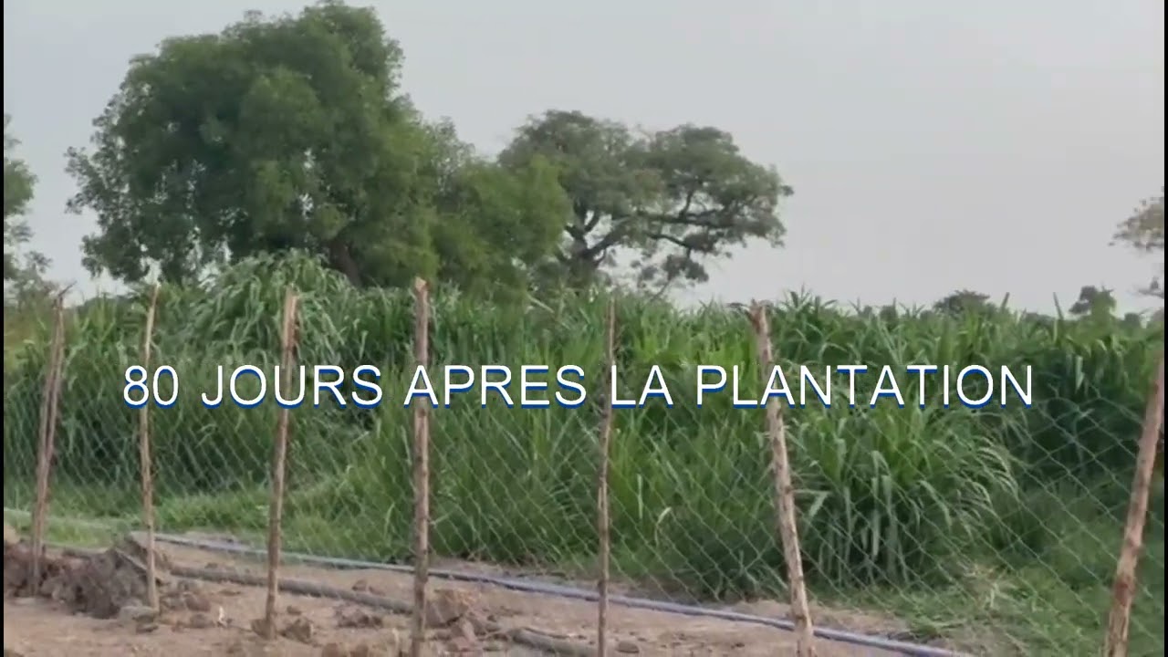 Très bonne évolution d'une parcelle d'herbe à éléphant sur 107jours.