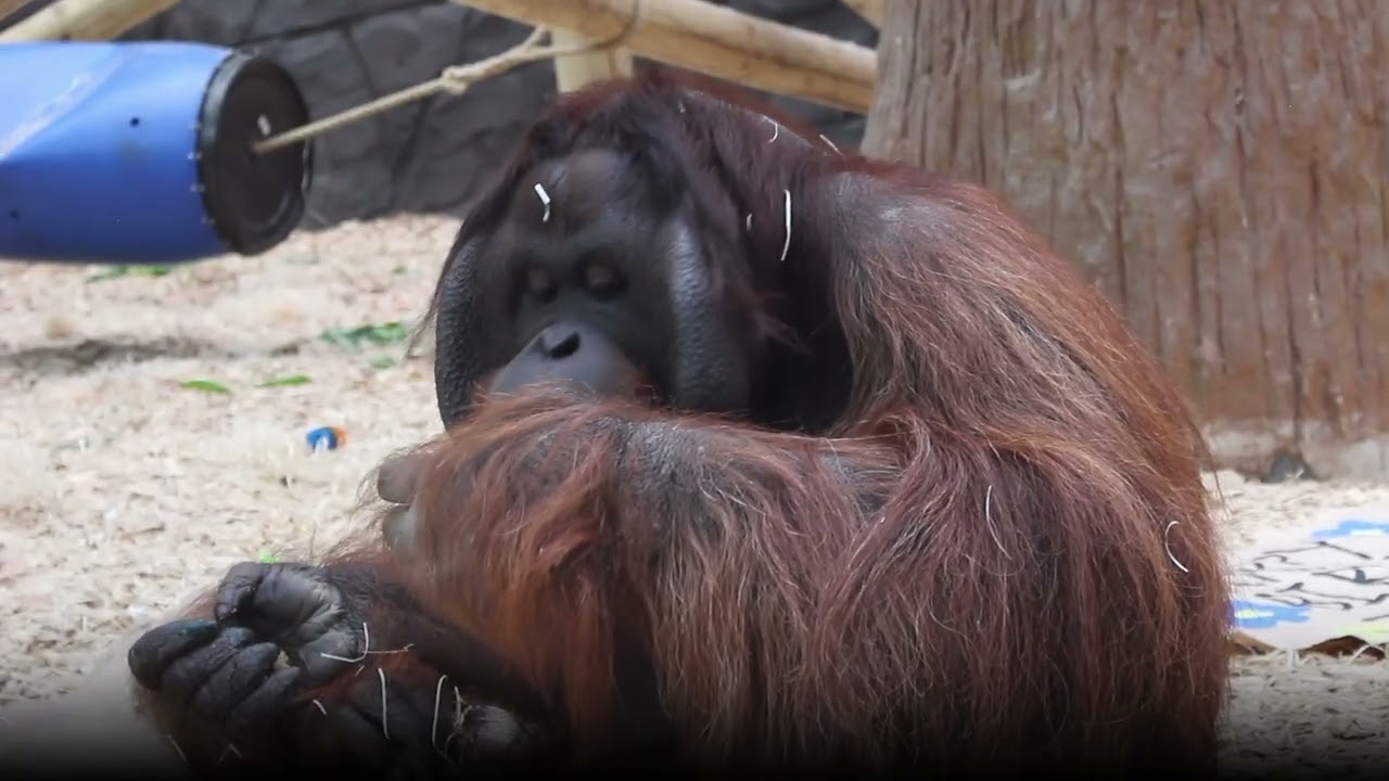 Conservation of Orangutans