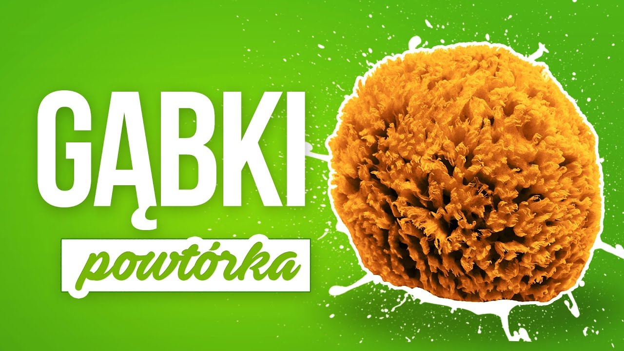 Gąbki -  rozmnażanie, odżywianie, budowa, kształty, wszystko co ważne!- Powtórka z biologii