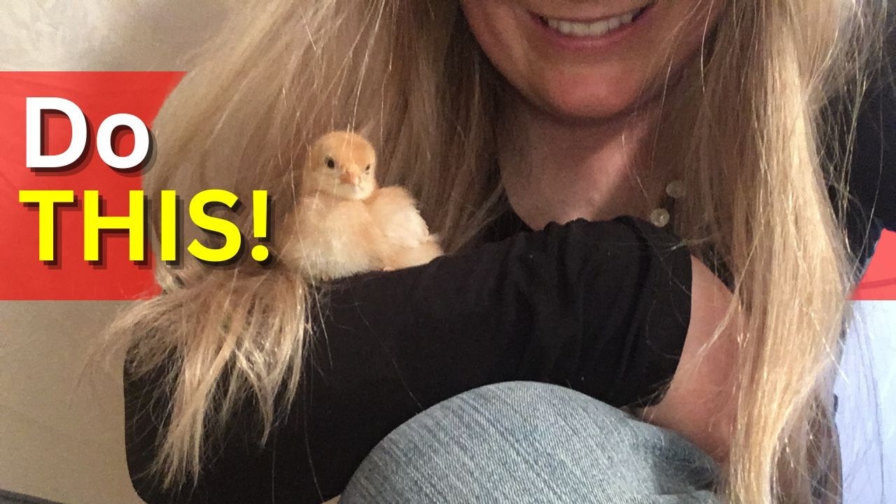 How to bond with your chicks like mama hen