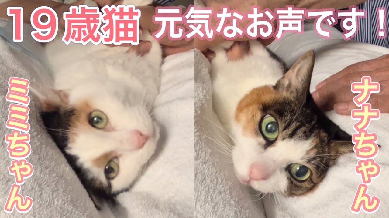 １９歳猫の元気なお声！全然先生に話しが通じません！【ミミちゃんナナちゃん】