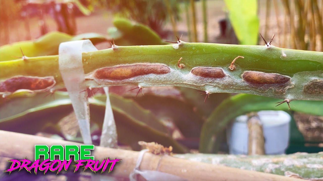 Organic Treatment for Fungal Disease and Cactus Rust