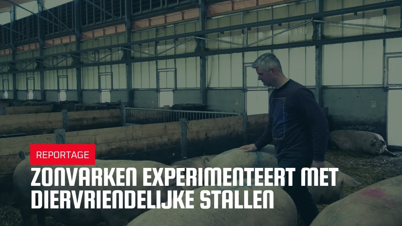 Zonvarken experimenteert met diervriendelijke stallen