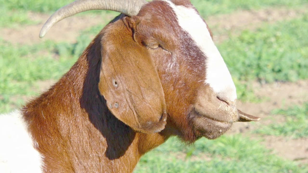 This is Patriot Boer Goat Stud, South Africa