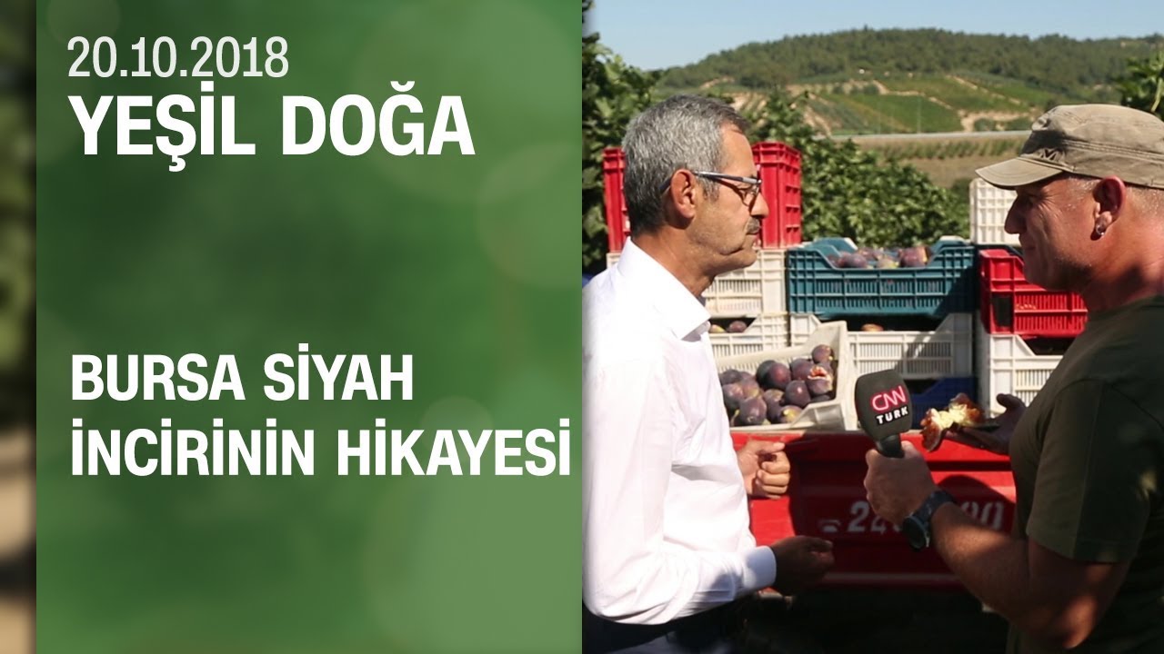 Bursa siyah incirinin hikayesi - Yeşil Doğa 20.10.2018 Cumartesi