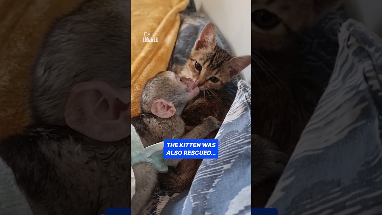 Orphaned monkey and rescue kitten are inseparable