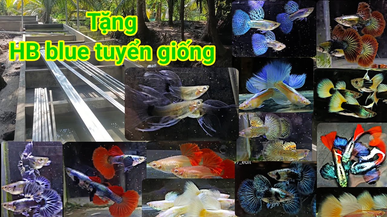 Guppy cá 7 màu #478: Combo thanh lý dọn hồ, thêm khuyến mãi tặng HB blue tuyển giống 