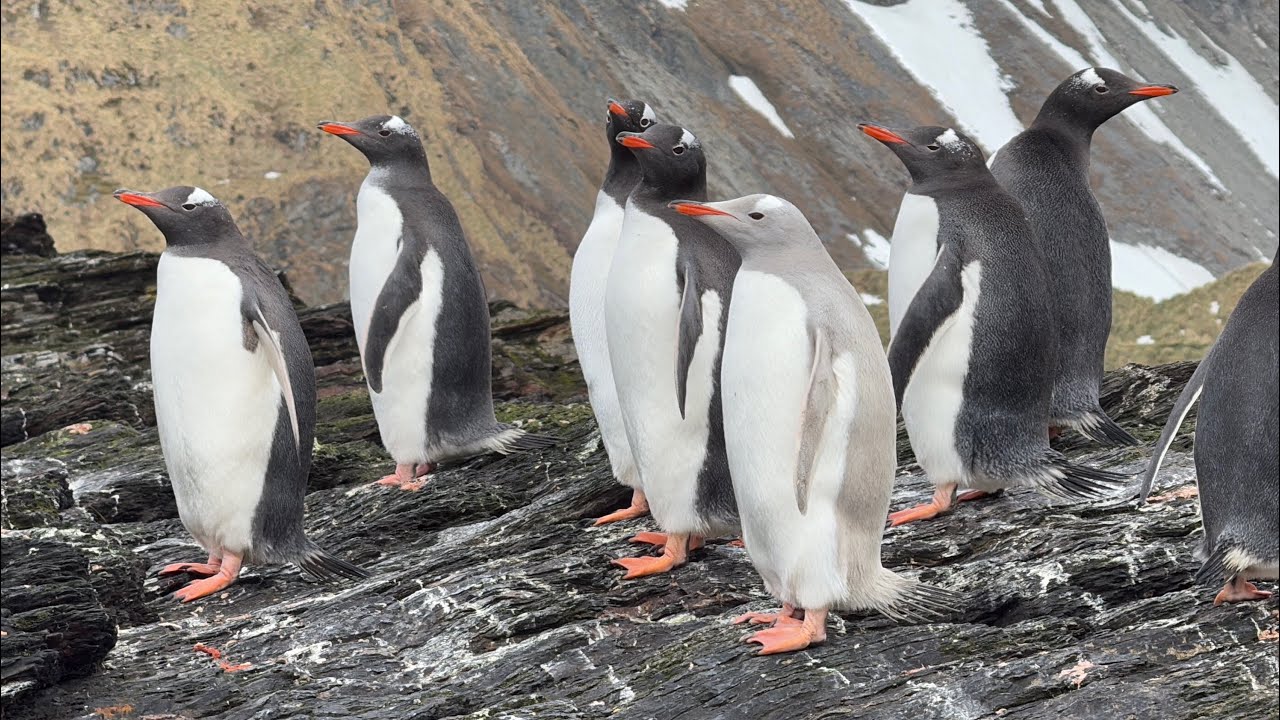 Penguin 🐧南極企鵝