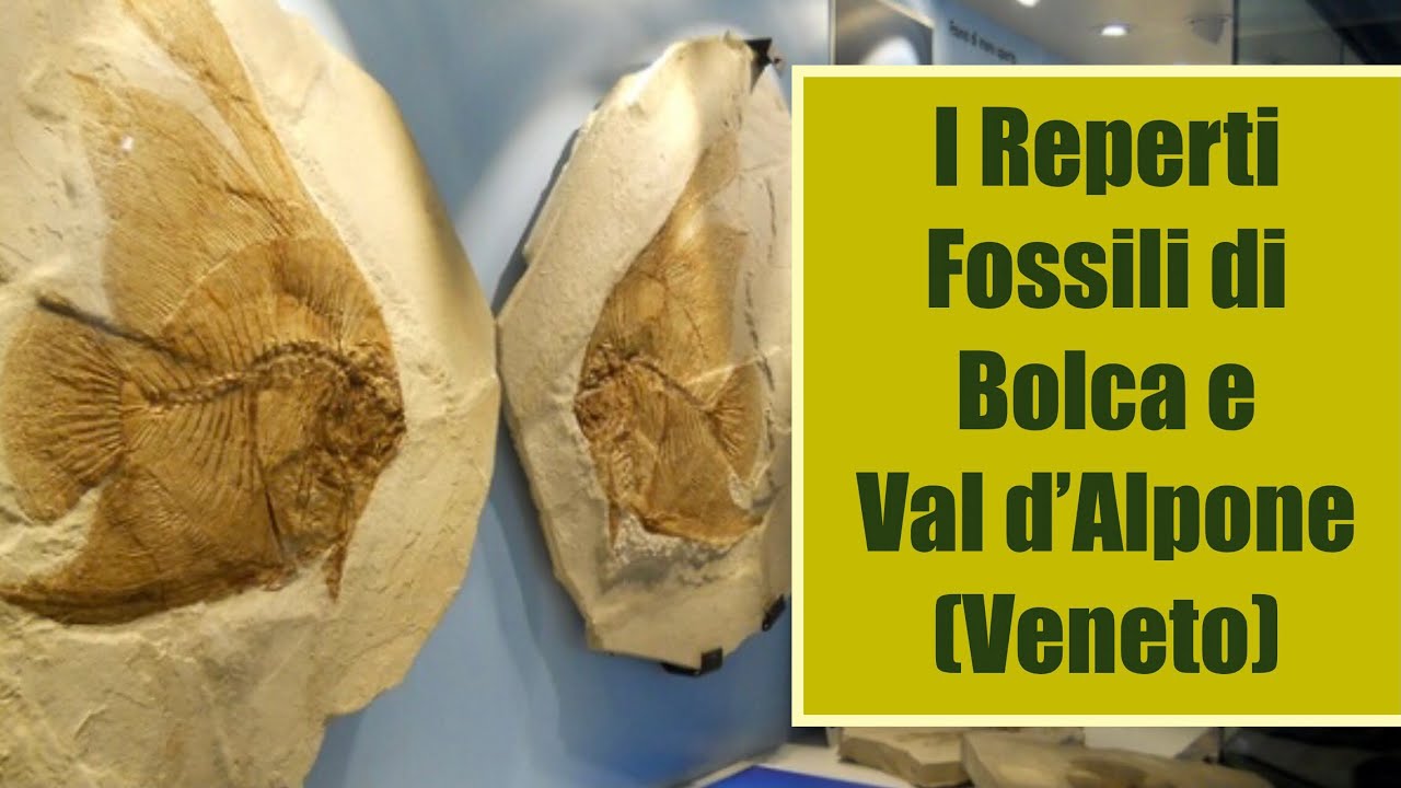 Val d’Alpone e i Fossili UNESCO 