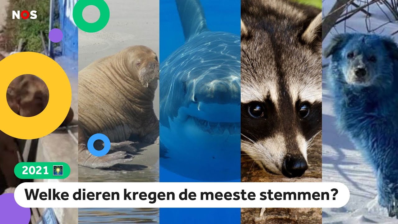 Dit vinden kinderen het dieren-nieuws van 2021