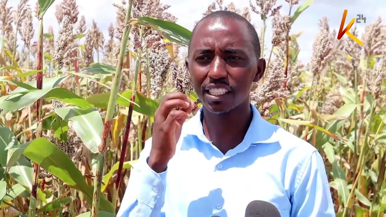 FOOD SECURITY - NEW VARIETY OF SORGHUM BY ELECTINE