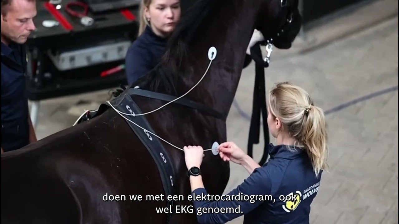Paardenkliniek Wolvega -  Echocardiografie (hartecho)