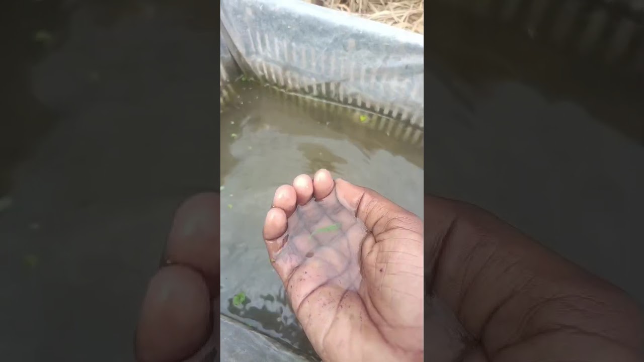 আমার মলি মাছের নতুন আপডেট#youtubeshort #shortvideo #viralshots