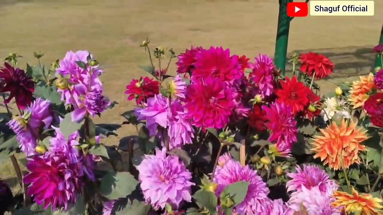 Dahlia Flower Collection 