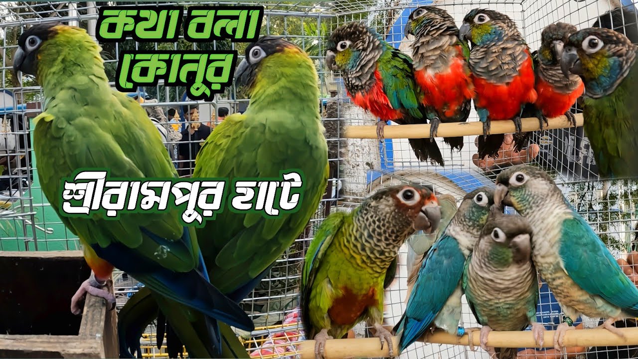 Nandy Conure Birds Price Update। Birds Market Serampore। Serampore Pet Market Location।