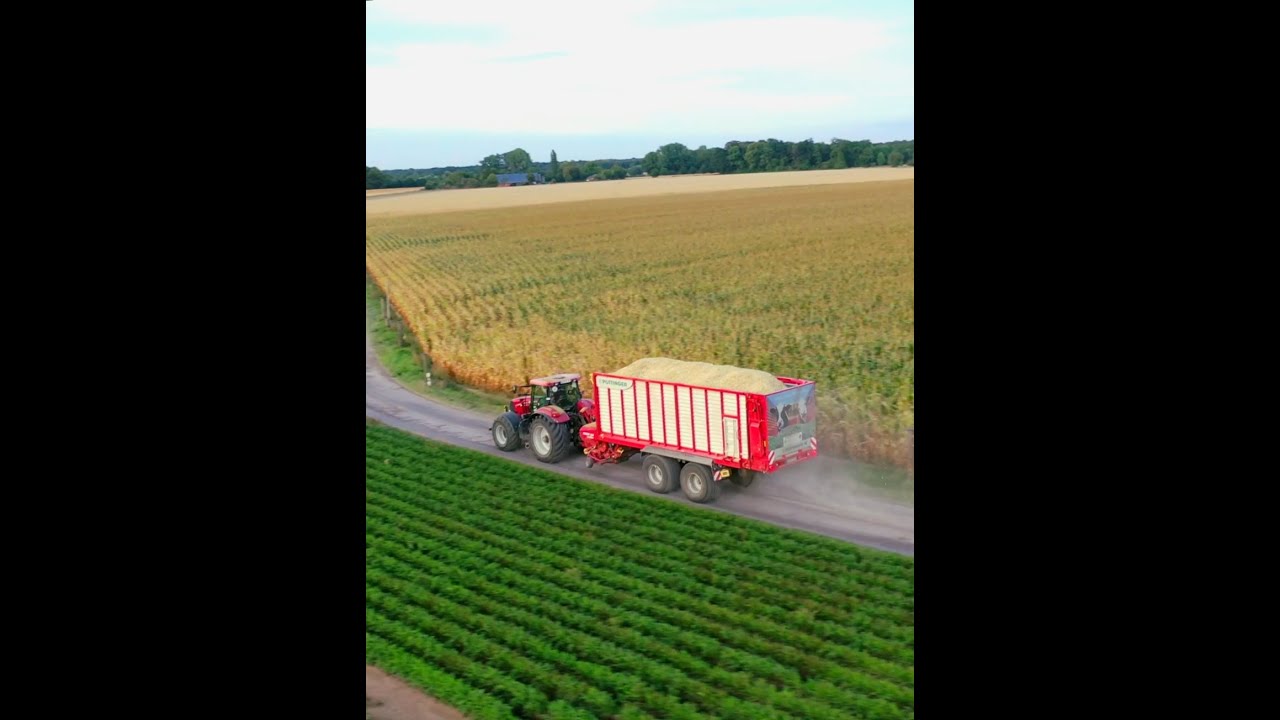 Mais häckseln an der BGA in Issum 