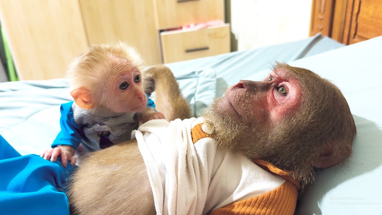 So Touching! Baby Monkey Stays Close When CUTIS Has a Stomachache
