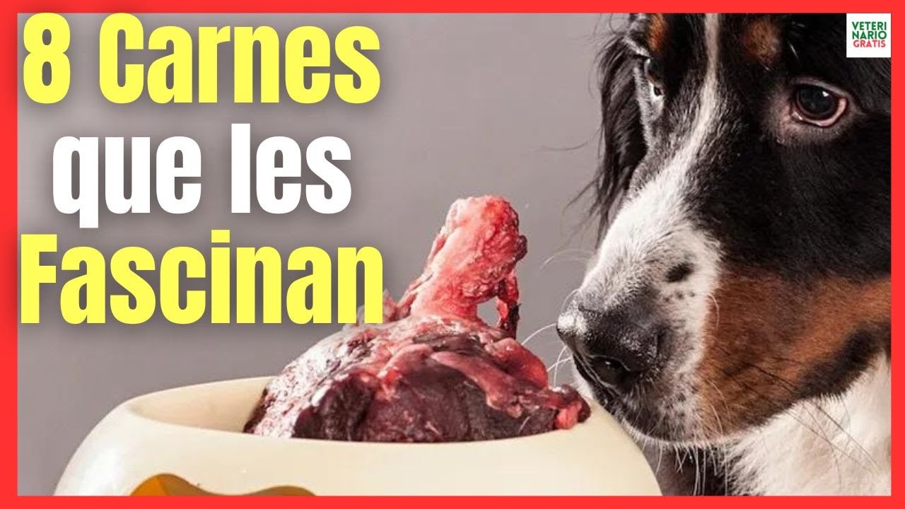 💝 ¿QUÉ 8 TIPOS DE CARNE SON LOS MEJORES PARA LOS PERROS? 💝