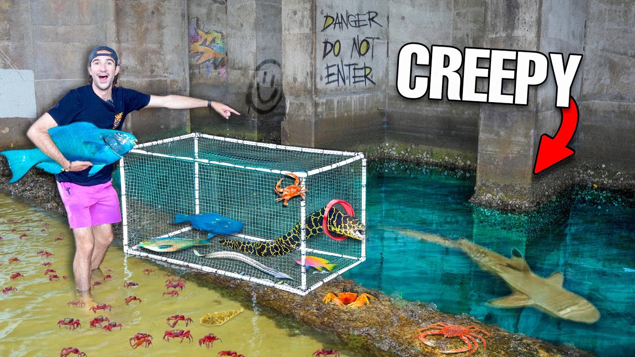 24 HOUR Fish Trap in CREEPY TIDE POOL Catches Wild FISH!