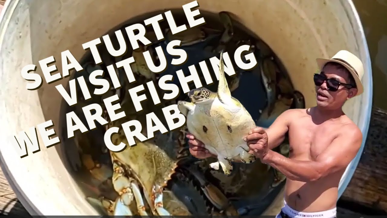 Amazing Blue Crab Fishing Trap Catch in Jacksonville F L