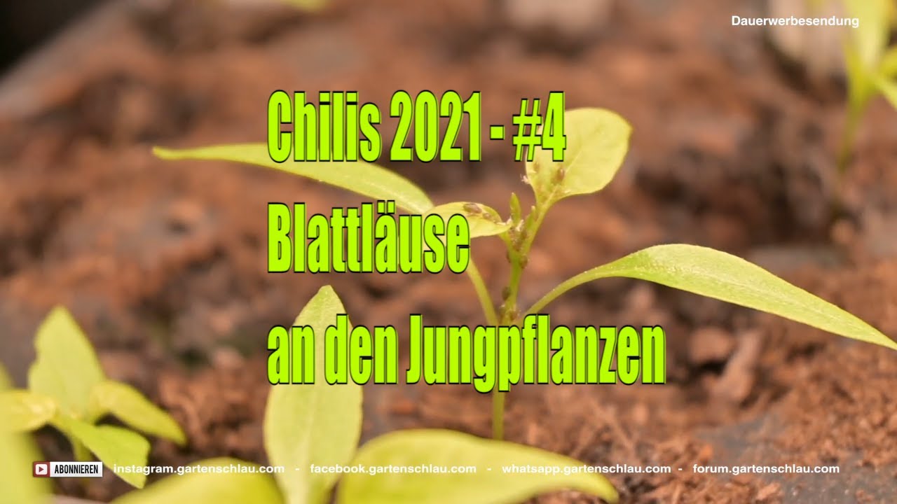 Blattläuse - Chilis 2021 #4 // Gartenschlau.com