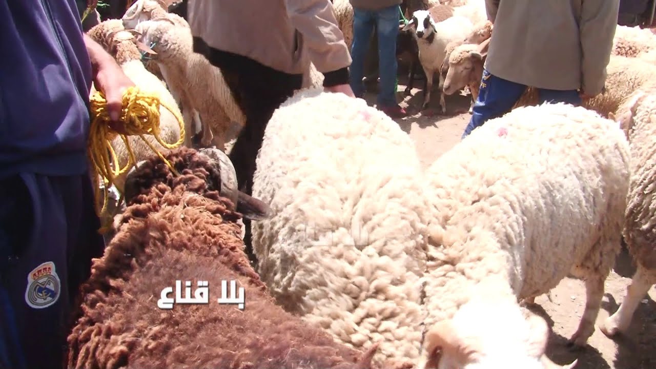 علوش ب600دينار في رحبة الفحص خذاه الجزار طول هه كل واحد يطيش في الكورة لصاحبو والمواطن ياحليلو !!