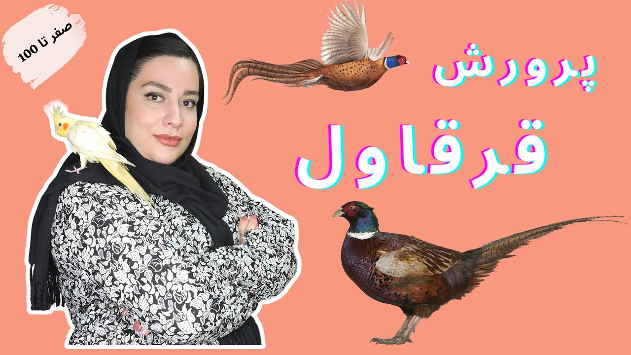 پرورش قرقاول (صفر تا صد) | فواید گوشت قرقاول و انواع نژادهای گوشتی و زینتی قرقاول
