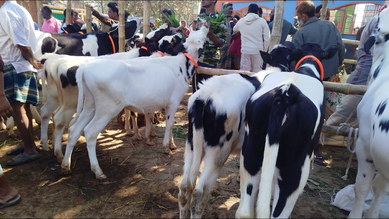 ৫ ফেব্রুয়ারি বৃহস্পতিবার বগুড়া ধাপের হাটে উন্নত জাতের বকনার বাজার কেমন সরাসরি দেখুন। 