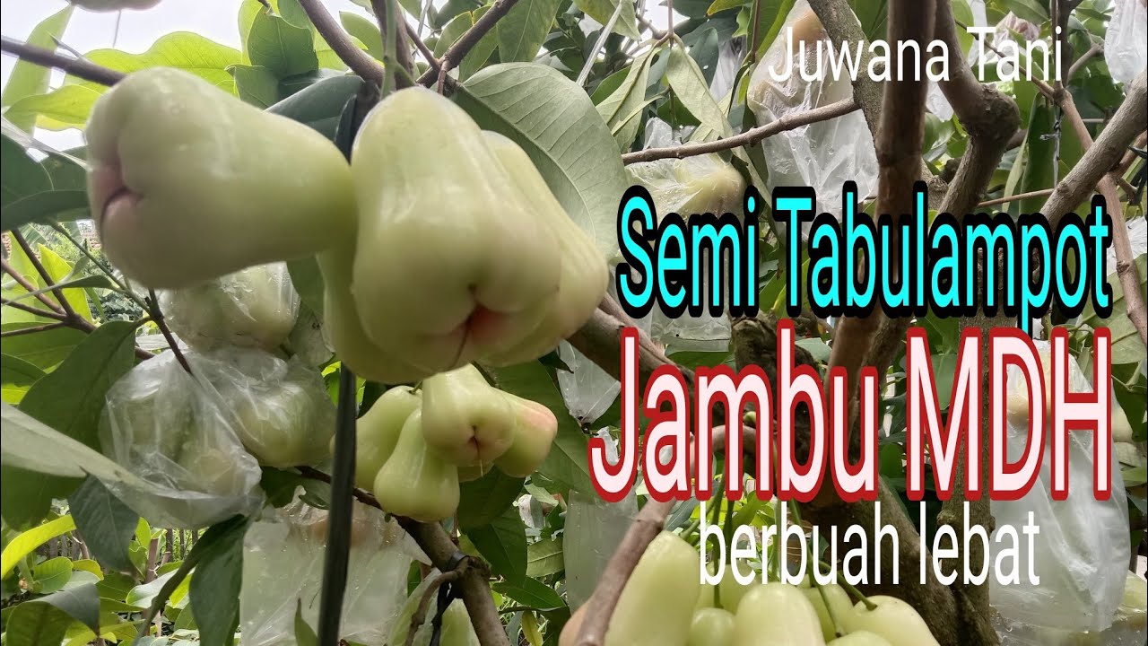 Semi Tambulampot Jambu Madu Deli Hijau berbuah lebat