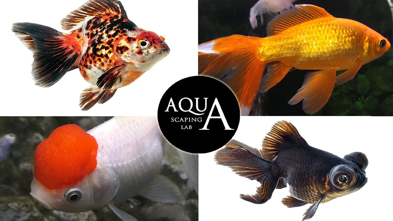 Aquascaping Lab - Carassius Auratus Shubunkin Ryukin Sarasa Pearlscale Black Moor Technical sheet