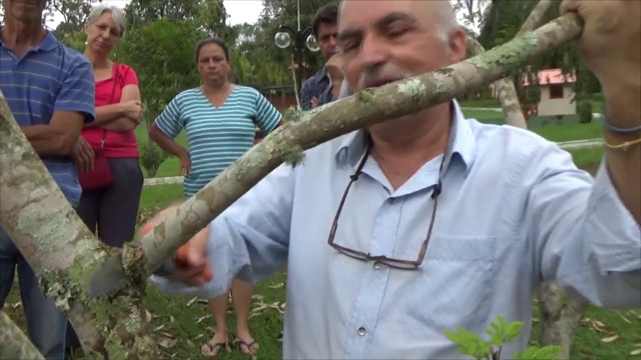 1256 ) –  NOÇÕES DE PODA DE  FRUTIFERAS EM GERAL – MAIRINQUE - SÃO PAULO