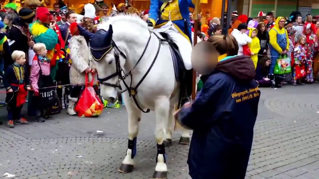 Pferde im Kölner Rosenmontagszug 2017