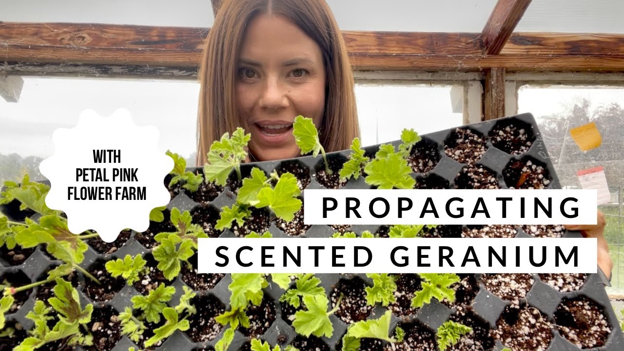 Propagating Scented Geranium