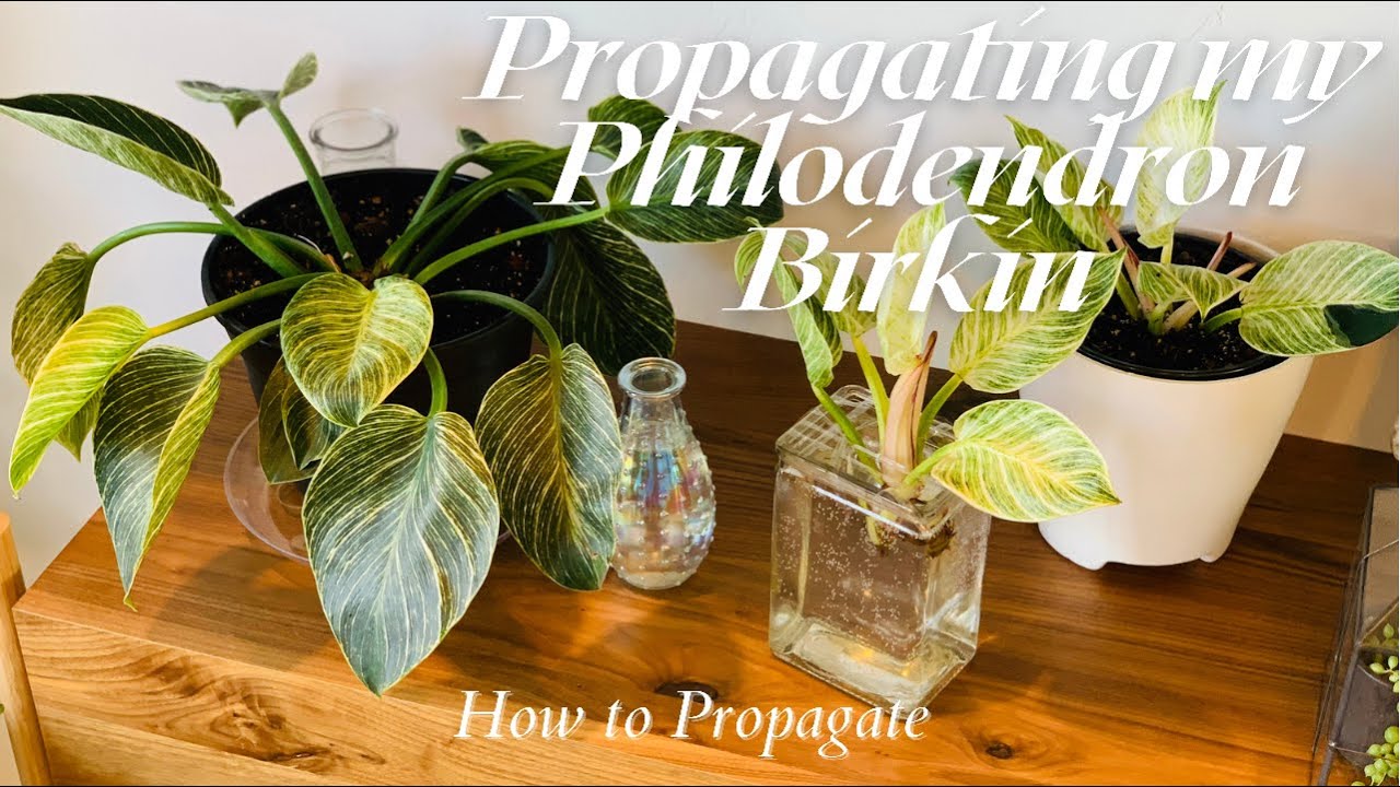 PROPAGATING MY PHILODENDRON BIRKIN || How to Propagate a Philodendron Birkin @theplantingbug2045