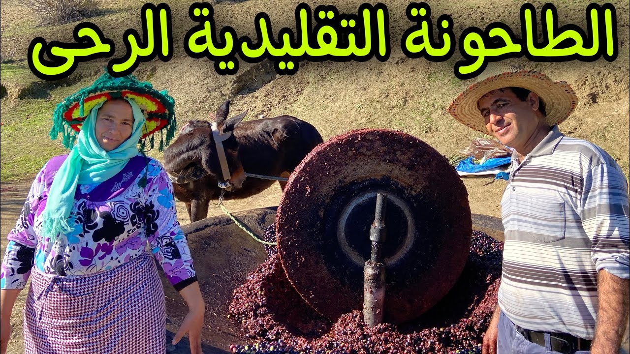 طحن الزيتون عند جبالة بالطريقة التقليدية في الرحى