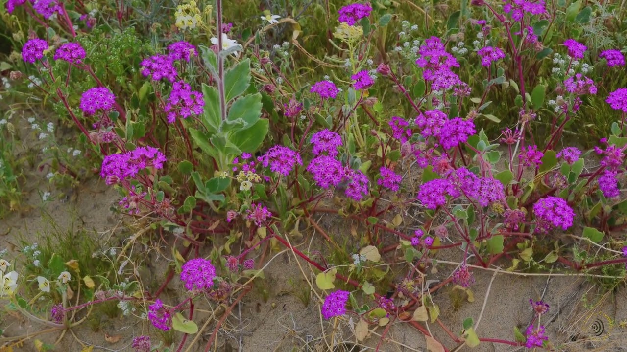 Arroyo Salado Camping Among Wildflowers   4K