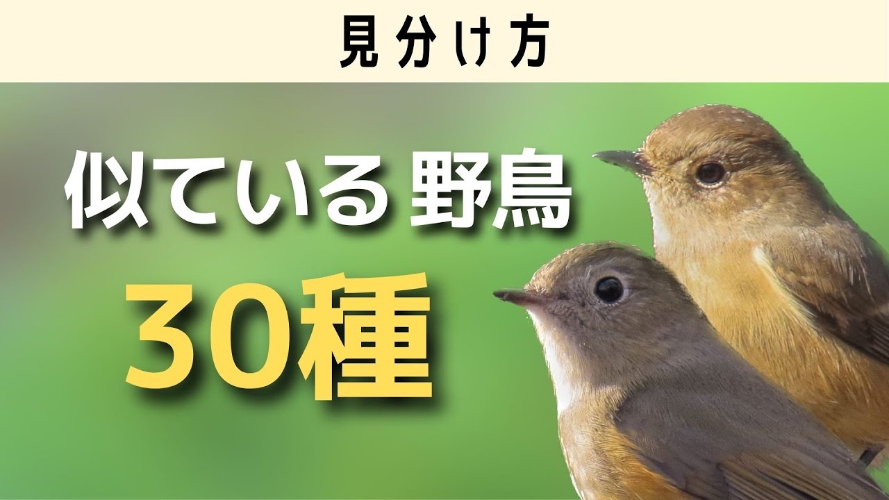 【初心者必見！】似ている野鳥30種の見分け方