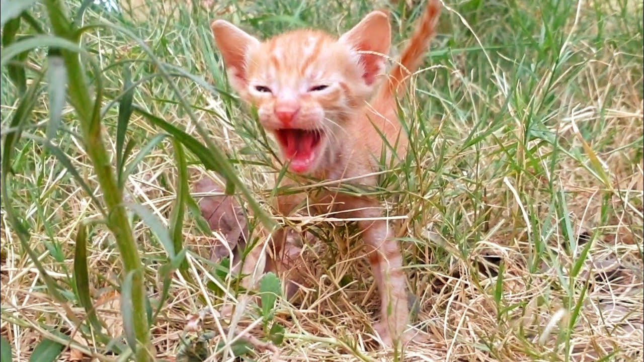 Little Street Kitten Crying Out for Its Mama, Finding Care and Comfort 🐱💖🐾